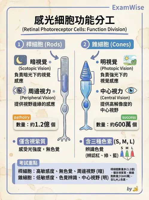 驗光生 - 視網膜組織結構與感光細胞 - AI 圖文解析預覽