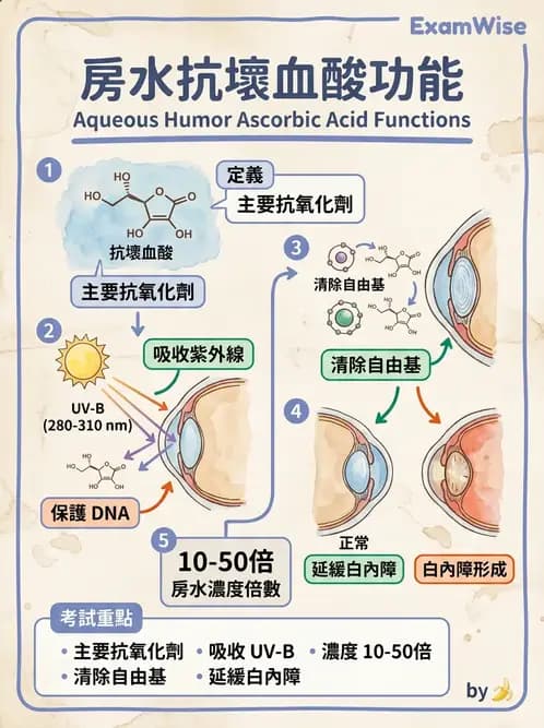 驗光生 - 屈光介質與眼壓調節 - AI 圖文解析預覽