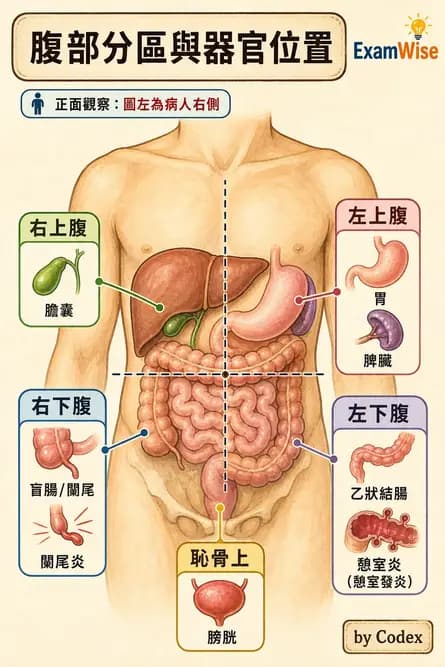 專師 - 腹部評估與急腹症 - AI 圖文解析預覽
