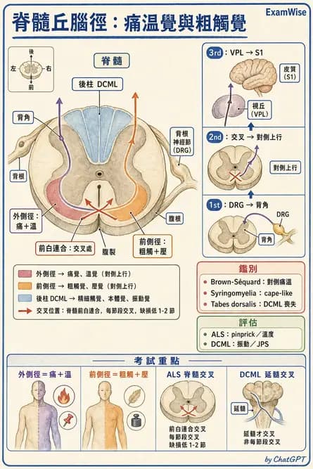 物治 - SCI評估分類與症候群 - AI 圖文解析預覽
